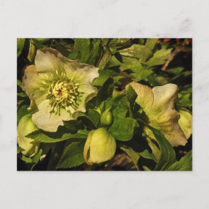 Carte Postale Hellebores, Rose de Lenten