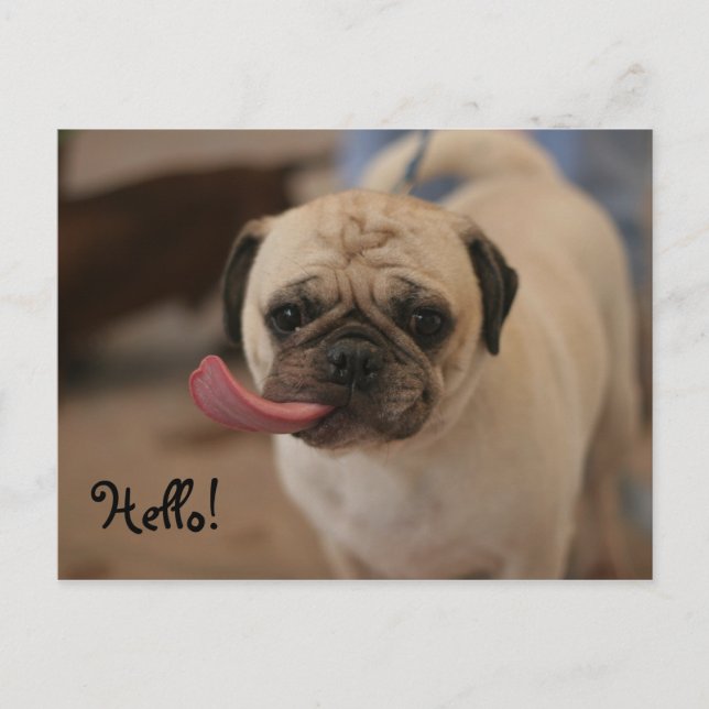 Carte postale Hello Bulldog blanc mignon (Devant)