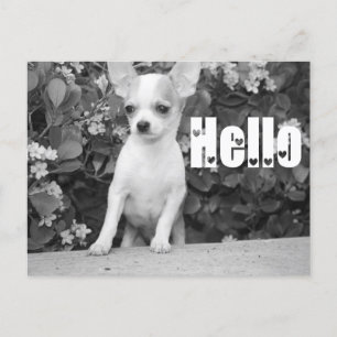 Carte Postale Hello Chihuahua Puppy Dog Post Card
