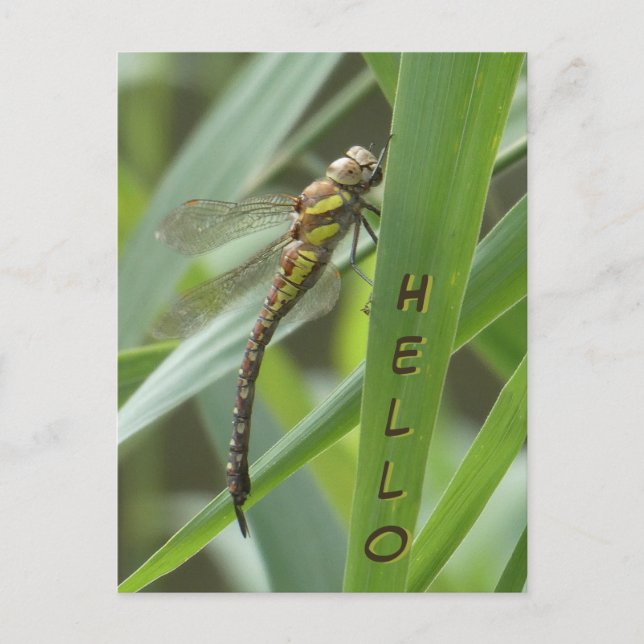 Carte postale HELLO de la libellule Hawker de prin (Devant)