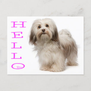 Carte postale Hello Havanese Puppy Dog