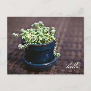 Carte postale Hello Mini Succulents