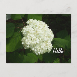 Carte Postale Hello One Big Snowball Hydrangeas Fleur