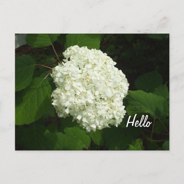 Carte Postale Hello One Big Snowball Hydrangeas Fleur (Devant)
