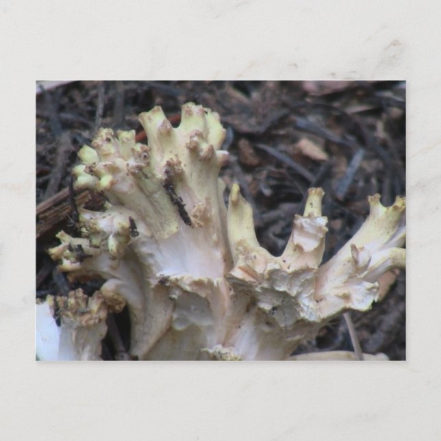 Carte Postale Hells Canyon Idaho Flora Fungi Lichen Mosses (Devant)