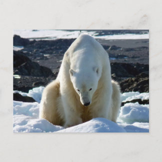 Carte Postale Help, my World is melting!