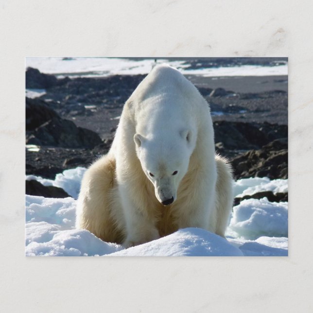 Carte Postale Help, my World is melting! (Devant)