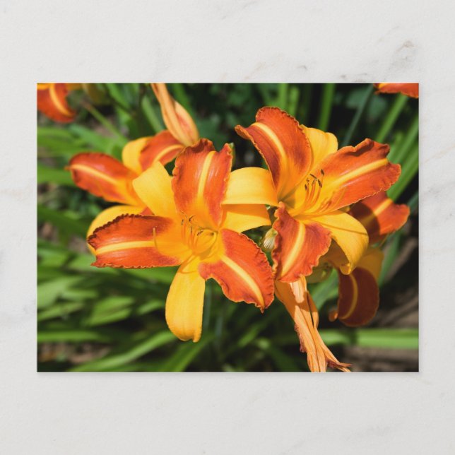 Carte Postale Hemerocallis fulva (Devant)