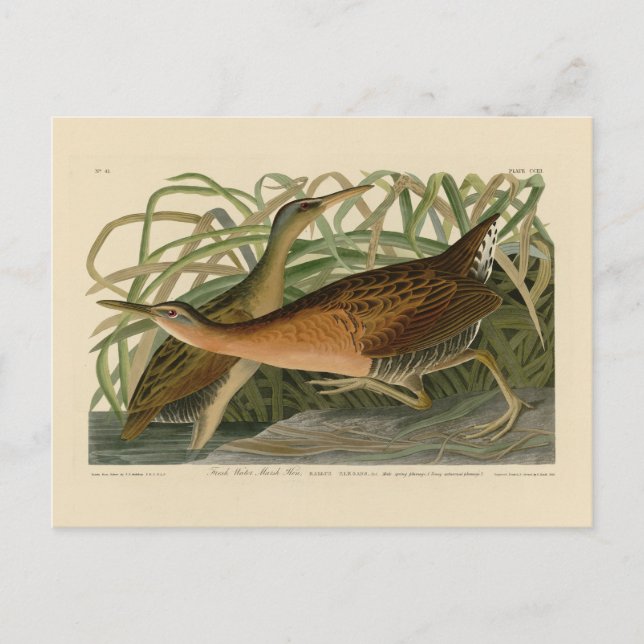 Carte Postale Hen - Audubon's Birds of America (Devant)