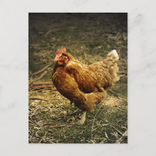Carte Postale Hen Chicken Oiseau Ferme Agritourisme Animaux Vola