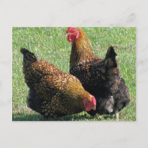 Carte postale, Hen Sisters