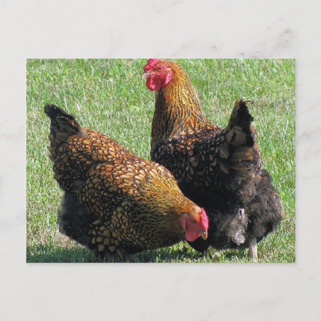Carte postale, Hen Sisters (Devant)