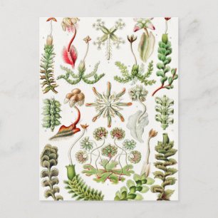 Carte Postale Hepaticae Lebermoose par Ernst Haeckel