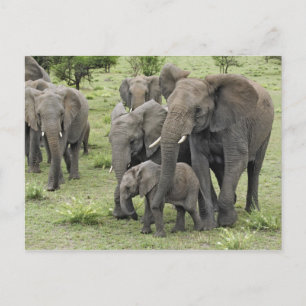 Carte Postale Herbe africaine d'éléphants