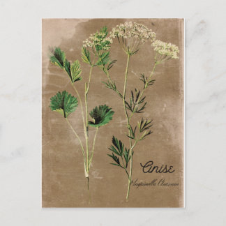 Carte Postale Herbe anis de style vintage