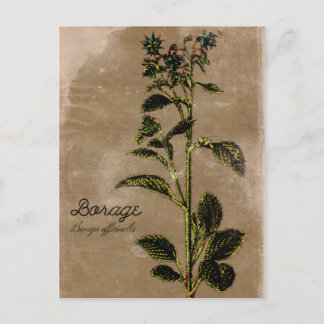 Carte Postale Herbe de Borage vintage