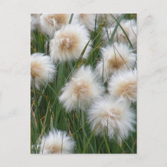 Carte Postale Herbe de coton (Eriophorum russeolum) (Devant)