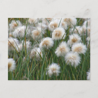 Carte Postale Herbe de coton, île de l'Unalaska