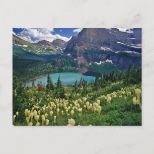 Carte Postale Herbe d'ours au-dessus du lac Grinnell dans les Ma