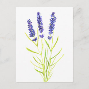 Carte Postale Herbe lavande Fleurs de lavande aquarelle
