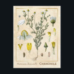 Carte Postale Herbe médicinale vintage Chamomile Fleur Botanique<br><div class="desc">Prenez le charme d'hier avec les cartes postales vintages à base de plantes de Charmed Life, avec des lithographies allemandes de plantes et d'herbes médicinales de "Medizinal-Pflanzen" ou "Plantes médicinaux" de Franz Eugen Köhler, publiées en 1887. La chamomille matricaire, communément appelée camomille, camomille italienne, camomille allemande, camomille hongroise, camomille sauvage...</div>