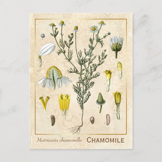 Carte Postale Herbe médicinale vintage Chamomile Fleur Botanique (Devant)
