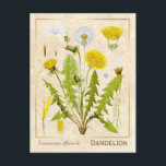 Carte Postale Herbe médicinale vintage Dandelion Fleur Botanique<br><div class="desc">Prenez le charme d'hier avec les cartes postales vintages à base de plantes de Charmed Life, avec des lithographies allemandes de plantes et d'herbes médicinales de "Medizinal-Pflanzen" ou "Plantes médicinaux" de Franz Eugen Köhler, publiées en 1887. Le Taraxacum est un grand genre de plantes floraux de la famille Asteraceae, qui...</div>