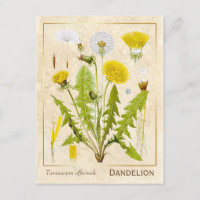 Herbe médicinale vintage Dandelion Fleur Botanique