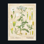 Carte Postale Herbe médicinale vintage Fleur de Yarrow Botanique<br><div class="desc">Prenez le charme d'hier avec les cartes postales vintages à base de plantes de Charmed Life, avec des lithographies allemandes de plantes et d'herbes médicinales de "Medizinal-Pflanzen" ou "Plantes médicinaux" de Franz Eugen Köhler, publiées en 1887. Achillea millefolium, communément appelé fil ou fil commun, est un plante fleurissant dans la...</div>