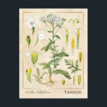 Carte Postale Herbe médicinale vintage Fleur de Yarrow Botanique<br><div class="desc">Prenez le charme d'hier avec les cartes postales vintages à base de plantes de Charmed Life, avec des lithographies allemandes de plantes et d'herbes médicinales de "Medizinal-Pflanzen" ou "Plantes médicinaux" de Franz Eugen Köhler, publiées en 1887. Achillea millefolium, communément appelé fil ou fil commun, est un plante fleurissant dans la...</div>