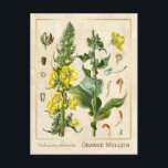Carte Postale Herbe médicinale vintage Orange Mullein Botanique<br><div class="desc">Prenez le charme d'hier avec les cartes postales vintages à base de plantes de Charmed Life, avec des lithographies allemandes de plantes et d'herbes médicinales de "Medizinal-Pflanzen" ou "Plantes médicinaux" de Franz Eugen Köhler, publiées en 1887. Verbascum phlomoides, communément appelé Orange Mullein, Wooly Mullein ou Clasping Mullein, est originaire de...</div>
