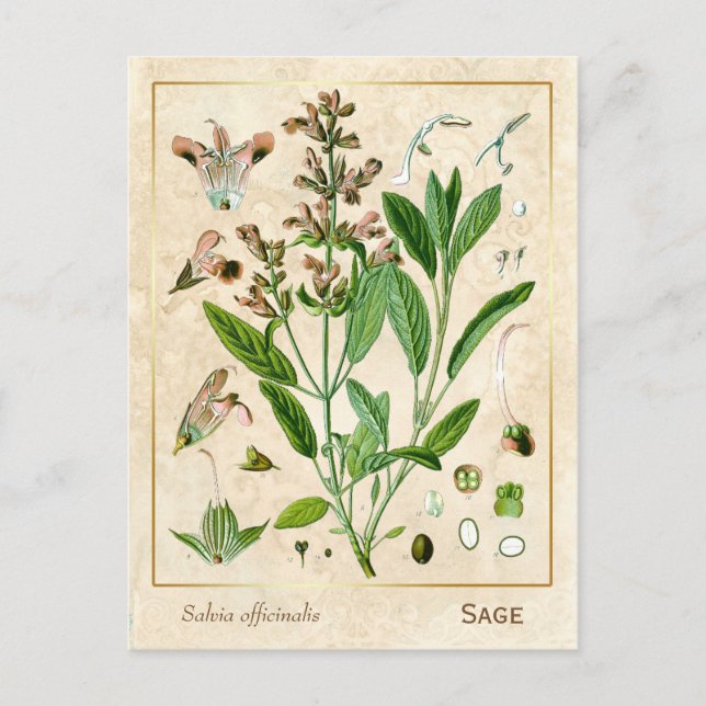 Carte Postale Herbe médicinale vintage Plante Sage Botanique (Devant)