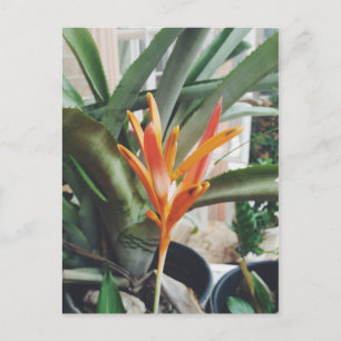 Carte Postale Herbe pérenne Heliconia Beak Heliconia Perrot
