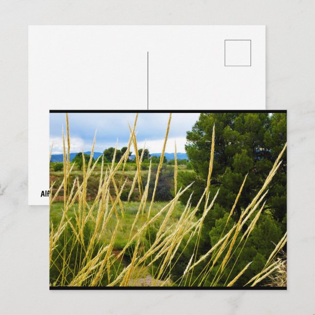 Carte Postale Herbe sauvage de campagne (Devant / Derrière)