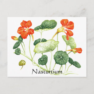Carte Postale Herbe - Série de jardins - Nasturtium