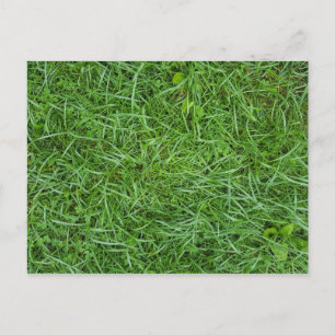 Carte Postale Herbe verte