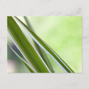 Carte Postale herbes