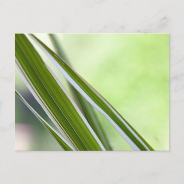 Carte Postale herbes (Devant)