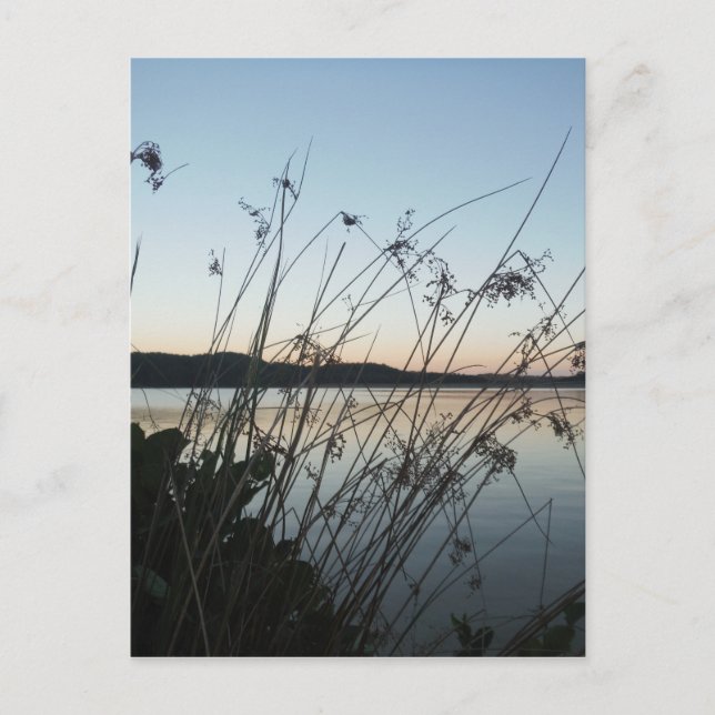 Carte Postale Herbes au lac Sunset (Devant)