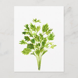 Carte Postale Herbes de persil Aquarelle de persil plante vert