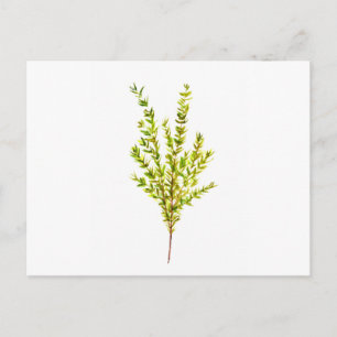 Carte Postale Herbes de thym Herbes botaniques