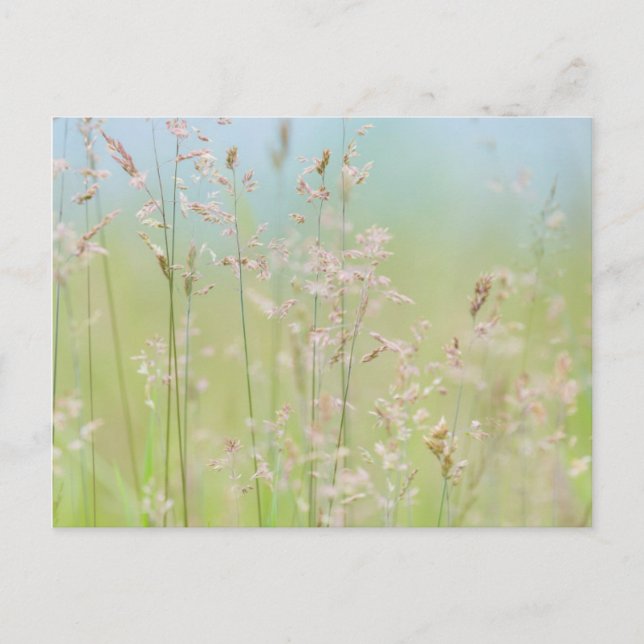 Carte Postale Herbes en mouvement (Devant)