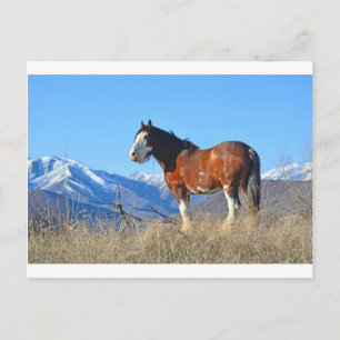 Carte Postale Herbes et montagnes