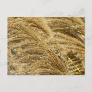Carte Postale Herbes Ornementales en Automne