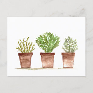 Carte Postale Herbes sauge, romarin, jardin de thym