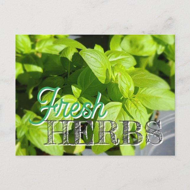 Carte Postale HERBS FRAIS Jardin Basil Recette Canning (Devant)