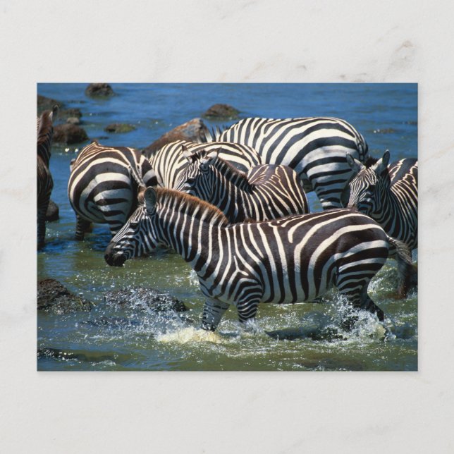 Carte Postale Herd de zèbres 2 (Devant)
