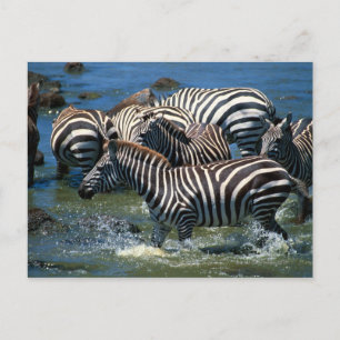 Carte Postale Herd de zèbres 2