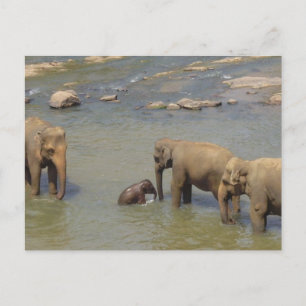 Carte postale Herd Eléphant