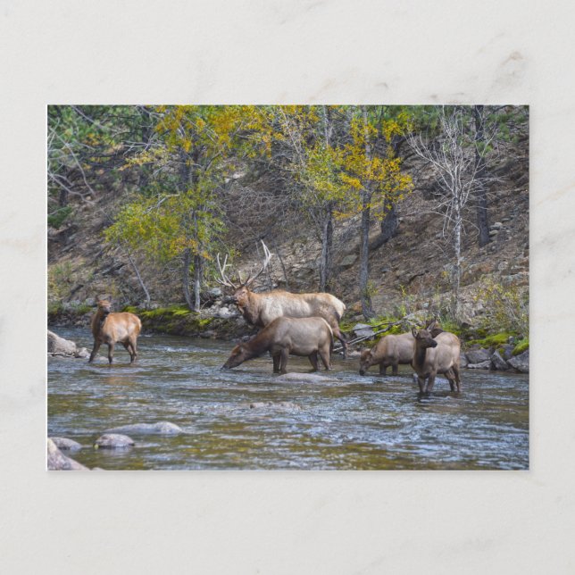 Carte Postale Herd Elk dans le Big Thompson, Colorado (Devant)